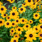 A cluster of golden-orange Marmalade rudbeckia flowers with dark brown centers blooming in a garden.