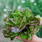 Hands holding a freshly harvested head of Marvel of Four Seasons butterhead lettuce with green and bronze-red leaves.