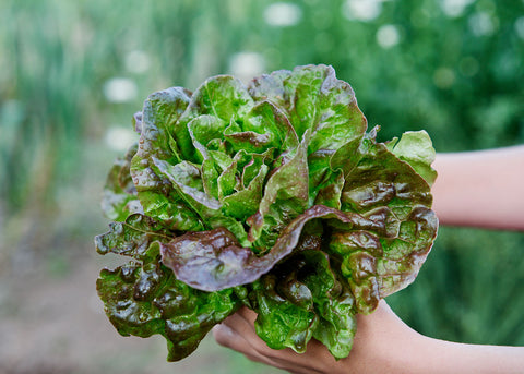 Marvel of Four Seasons - Lettuce Seeds - Organic