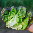 Hand holding a fresh Marvel of Four Seasons butterhead lettuce leaf with green center and bronze-red edges.