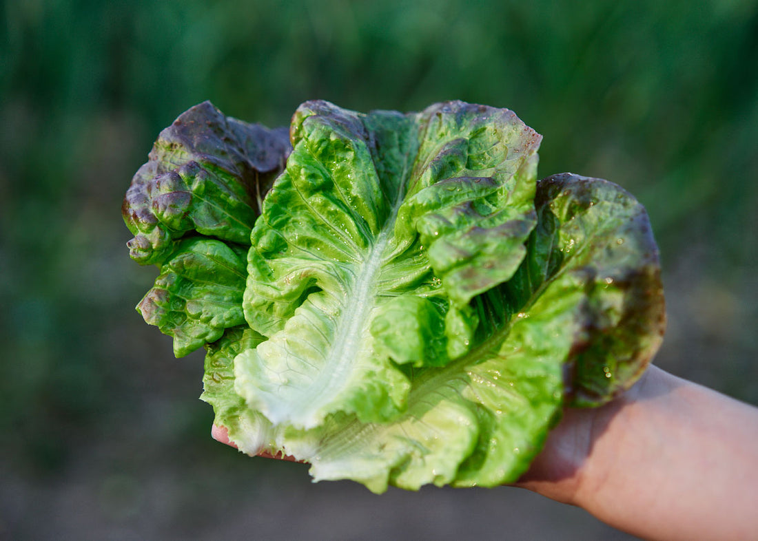 Marvel of Four Seasons - Lettuce Seeds - Organic