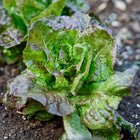 Marvel of Four Seasons butterhead lettuce growing in garden soil with bronze-red and green leaves covered in dew.