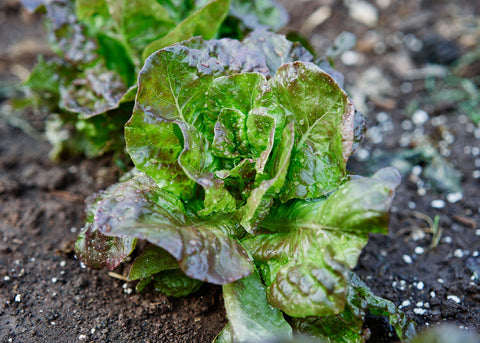 Marvel of Four Seasons - Lettuce Seeds - Organic