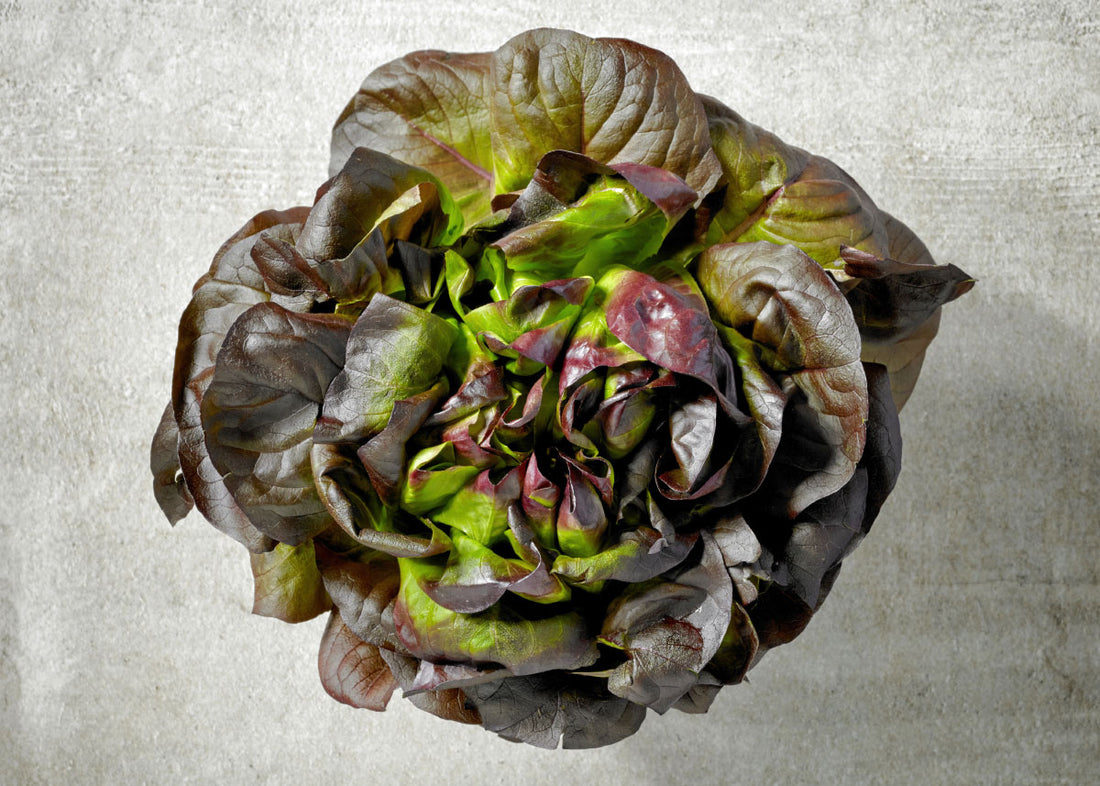 Marvel of Four Seasons - Lettuce Seeds - Organic