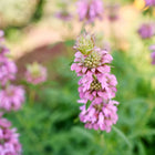 Lavender-pink tiered flower clusters of Lemon Mint bee balm blooming in a garden.