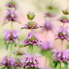 Tiered lavender-pink flower clusters of Lemon Mint bee balm blooming in a garden.