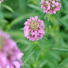 Lavender-pink tiered flower clusters of Lemon Mint bee balm blooming against a blurred green leafy background.