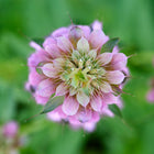 Top-down view of a lavender-pink Lemon Mint Bee Balm flower with tiered bracts against a soft green background.