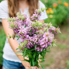 Person holding a fresh bouquet of lavender-pink Lemon Mint bee balm flowers in a garden.