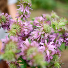 A person holding a fresh bouquet of purple Lemon Mint Bee Balm flowers in a garden.