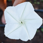 Large, white, star-shaped Moonflower bloom with delicate petals viewed from above.