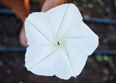 Moonflower