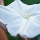 Large, white, star-shaped Moonflower bloom held in a hand, showing delicate petals and a central stamen.