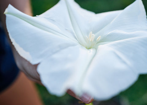 Moonflower