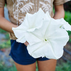 Person holding large, fragrant white Moonflower blooms in a garden setting.