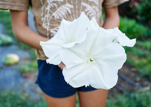 Moonflower