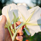 Hand holding large, white, trumpet-shaped Moonflower blossoms against a soft-focus garden background.