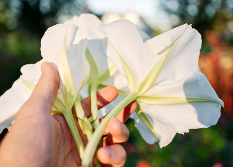 Moonflower