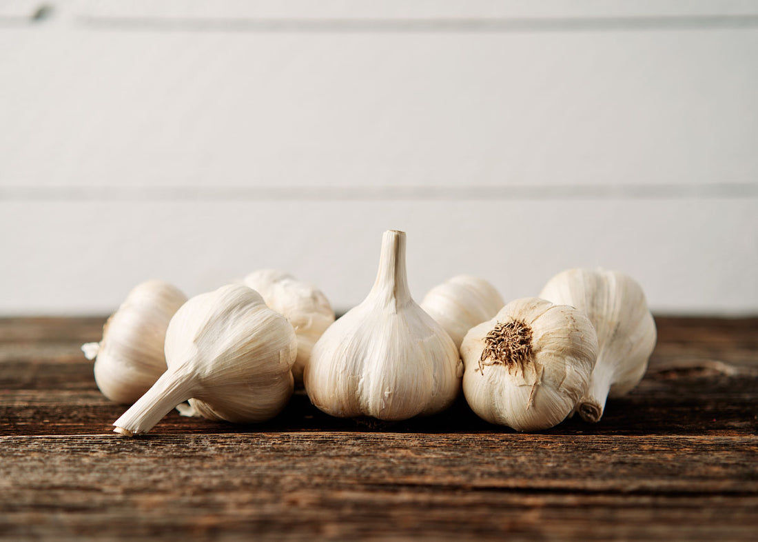 Music - Garlic Bulbs - Organic