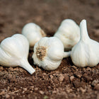 Five white Music garlic bulbs resting on dark, tilled garden soil.