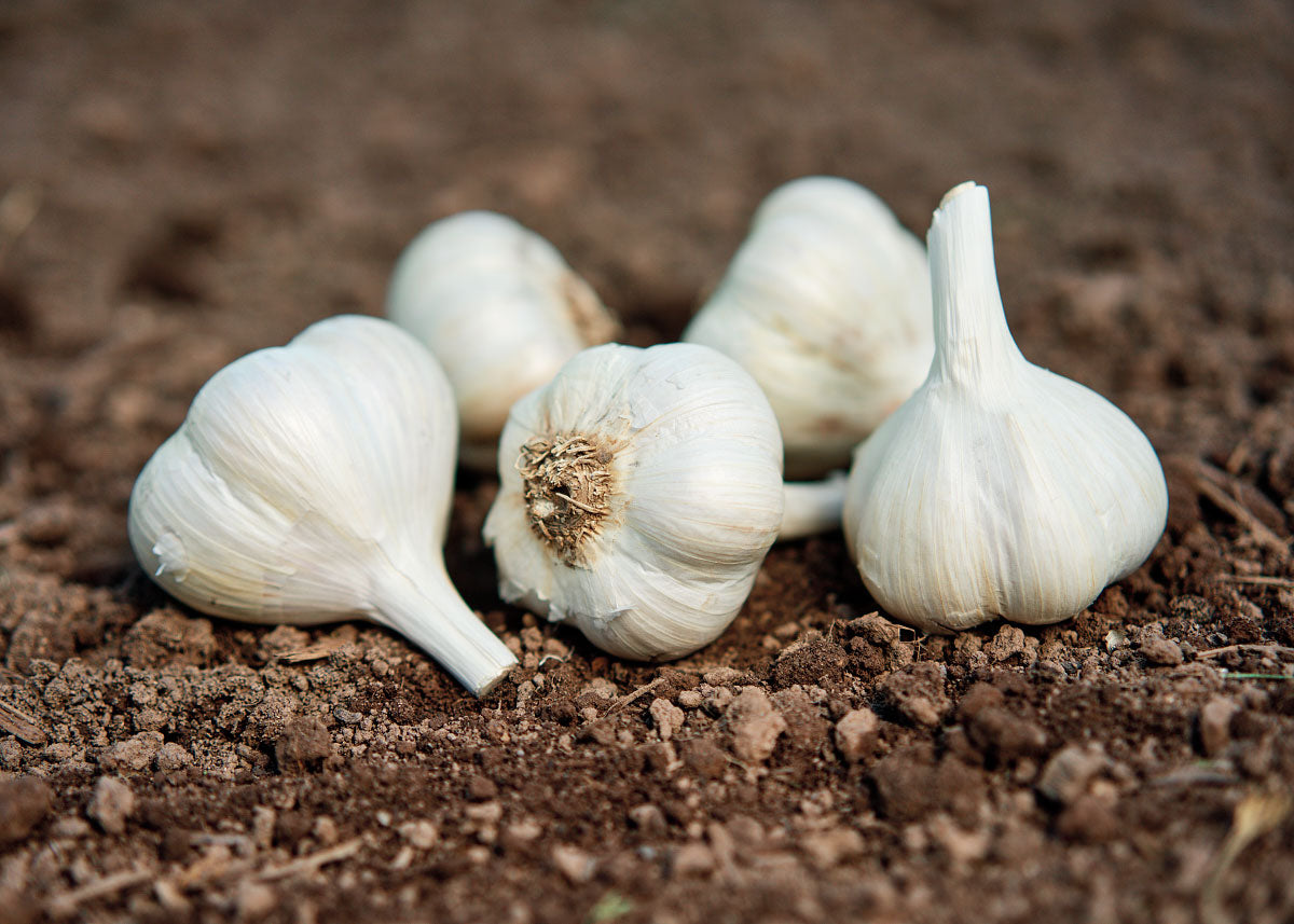 Music - Garlic Bulbs - Organic
