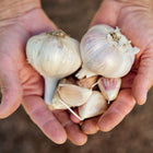Two Music garlic bulbs and several loose cloves with blush-pink skins held in cupped hands.
