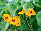 Bright yellow Tall Trailing Mix nasturtium flowers with red centers and round green lily-pad leaves.