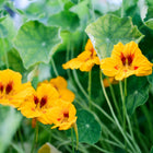 Bright yellow Tall Trailing Mix nasturtium flowers with red centers and round green lily-pad leaves.