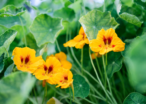 Tall Trailing Mix - Nasturtium Seeds