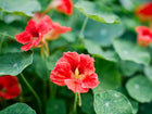 Vibrant red and orange Tall Trailing Mix nasturtium flowers blooming among round, green lily-pad leaves.