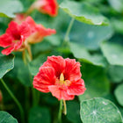 Vibrant red and orange Tall Trailing Mix nasturtium flowers blooming among round, green lily-pad leaves.