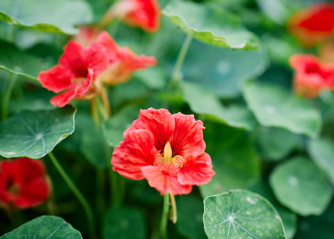 Tall Trailing Mix - Nasturtium Seeds