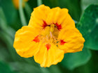 Close-up of a bright yellow Tall Trailing Mix nasturtium flower with red throat markings and green lily-pad leaves.