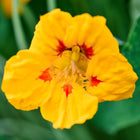 Close-up of a bright yellow Tall Trailing Mix nasturtium flower with red throat markings and green lily-pad leaves.