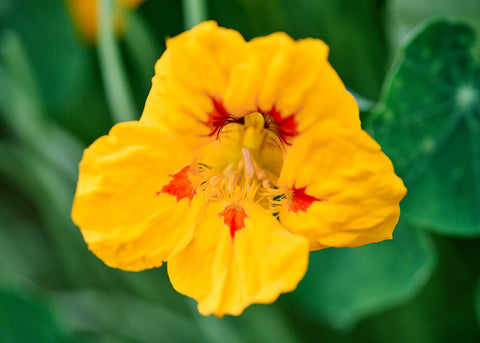 Tall Trailing Mix - Nasturtium Seeds