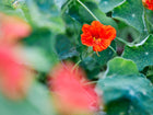 Vibrant orange Tall Trailing Mix nasturtium flower blooming among round, green lily-pad leaves in a garden.