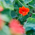 Vibrant orange Tall Trailing Mix nasturtium flower blooming among round, green lily-pad leaves in a garden.