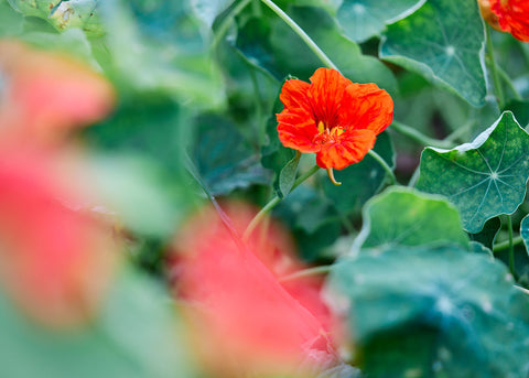 Tall Trailing Mix - Nasturtium Seeds