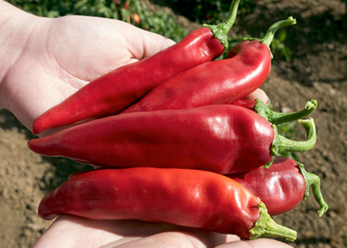 NuMex Joe E. Parker - Hot Pepper Seeds - Organic