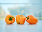 Three vibrant, blocky Orange Sun sweet peppers with green stems sitting on a light surface.