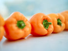 A row of vibrant, blocky Orange Sun sweet peppers with green stems resting on a light surface.