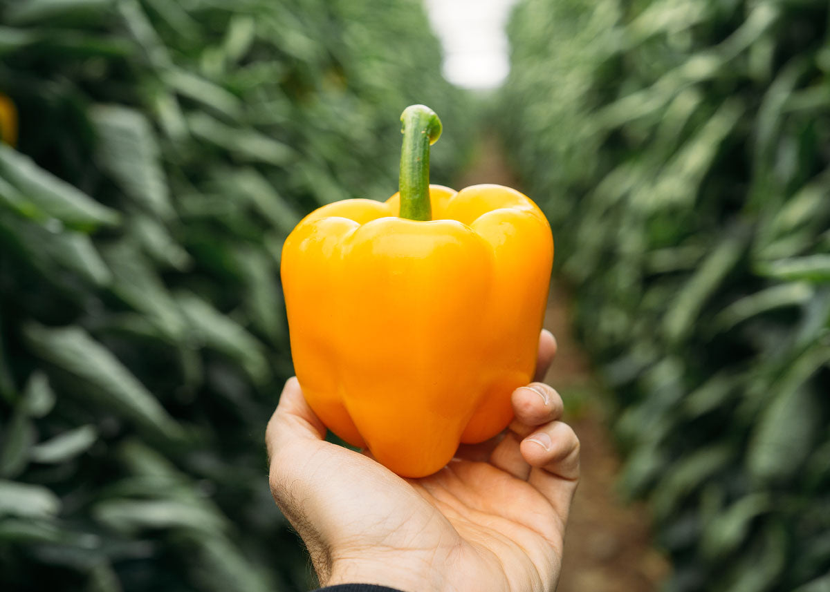 Orange Sun - Sweet Pepper Seeds - Organic