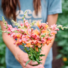 Person holding a bouquet of peachy orange Orange Wonder snapdragon flowers.