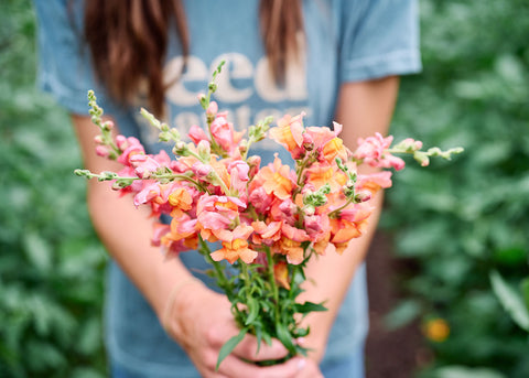 Orange Wonder - Snapdragon Seeds