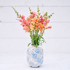 Orange Wonder snapdragon flowers with peachy orange blooms in a blue and white patterned ceramic vase.