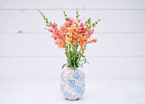 Cut Flower Garden