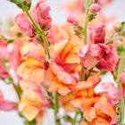 Close-up of Orange Wonder snapdragon flowers with peachy orange and pink petals on green stems.