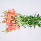Freshly cut Orange Wonder snapdragon stems with peachy orange and pink blooms on a white textured background.