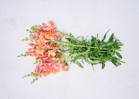 Orange Wonder - Snapdragon Seeds