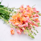 Orange Wonder Snapdragon stems with warm pink and orange blossoms lying on a white surface.